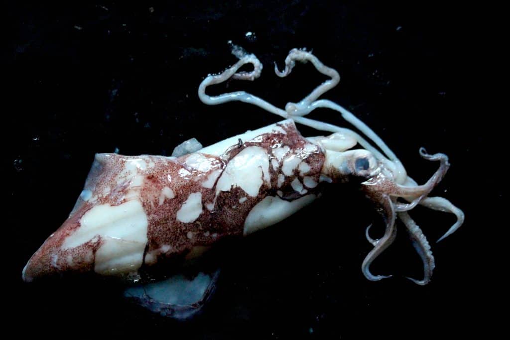 image-of-fresh-squid